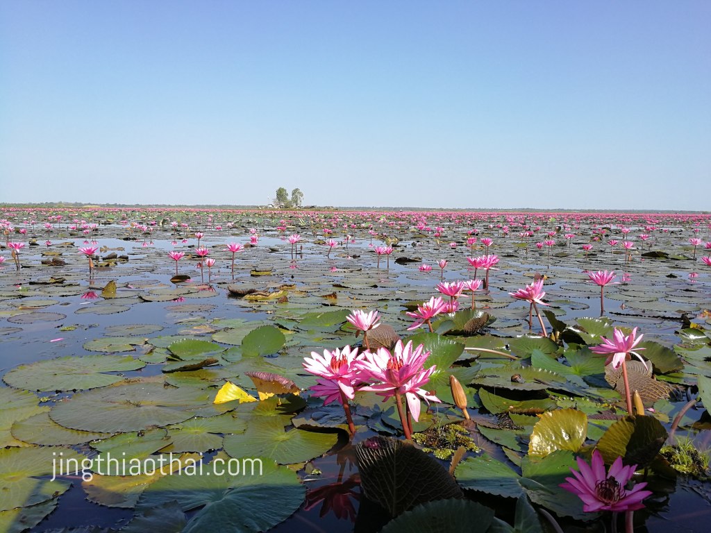 烏隆塔尼_紅蓮花海